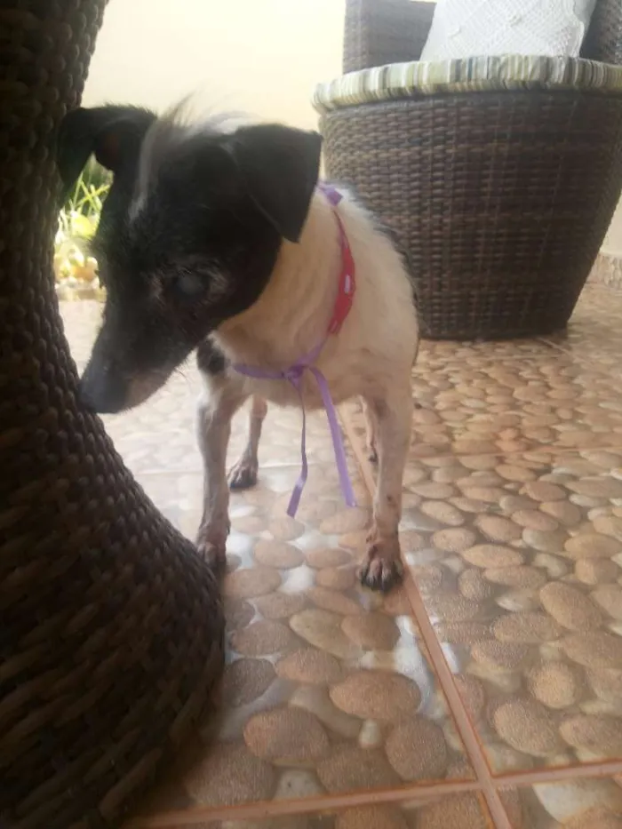 Cachorro ra a SRD idade 6 ou mais anos nome sem nome
