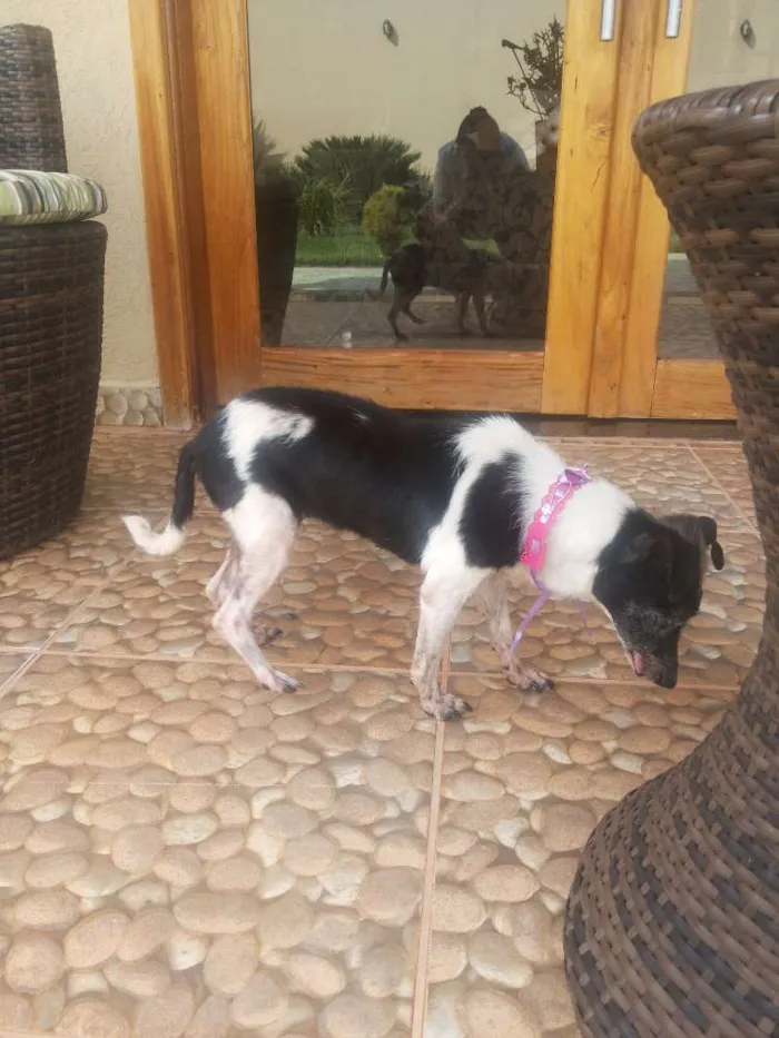 Cachorro ra a SRD idade 6 ou mais anos nome sem nome