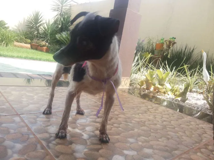 Cachorro ra a SRD idade 6 ou mais anos nome sem nome