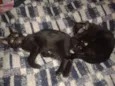 Faísca e Fumaça