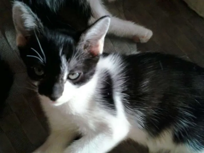 Gato ra a indefinida idade 2 a 6 meses nome Bebes