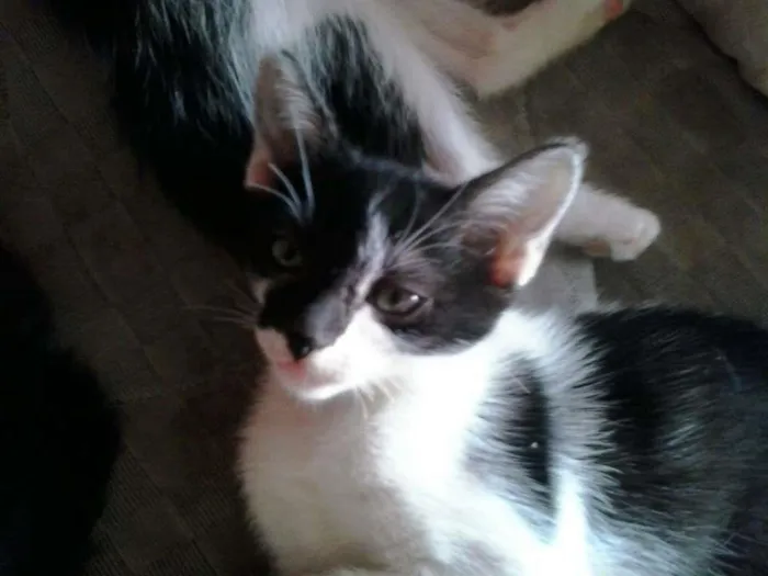 Gato ra a indefinida idade 2 a 6 meses nome Bebes