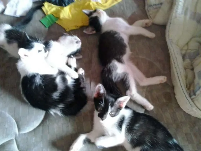Gato ra a indefinida idade 2 a 6 meses nome Bebes