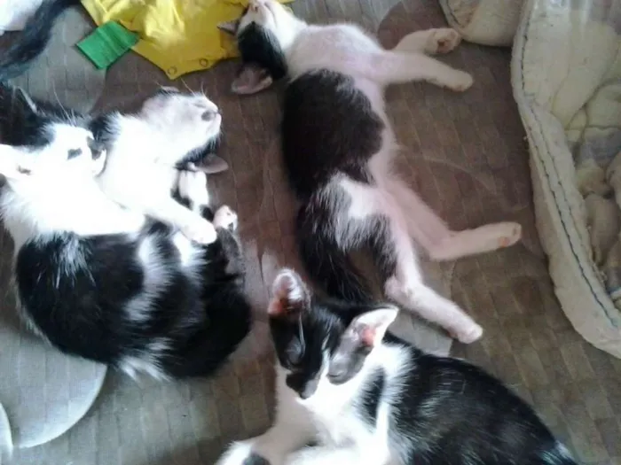 Gato ra a indefinida idade 2 a 6 meses nome Bebes