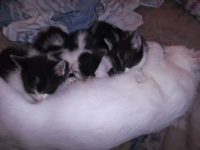 Gato ra a indefinida idade 2 a 6 meses nome Bebes