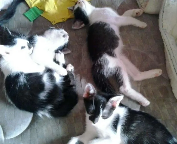 Gato ra a indefinida idade 2 a 6 meses nome Bebes