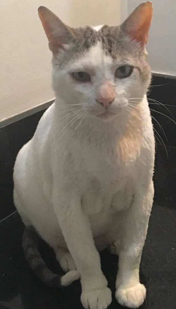 Gato ra a  idade 1 ano nome Branco