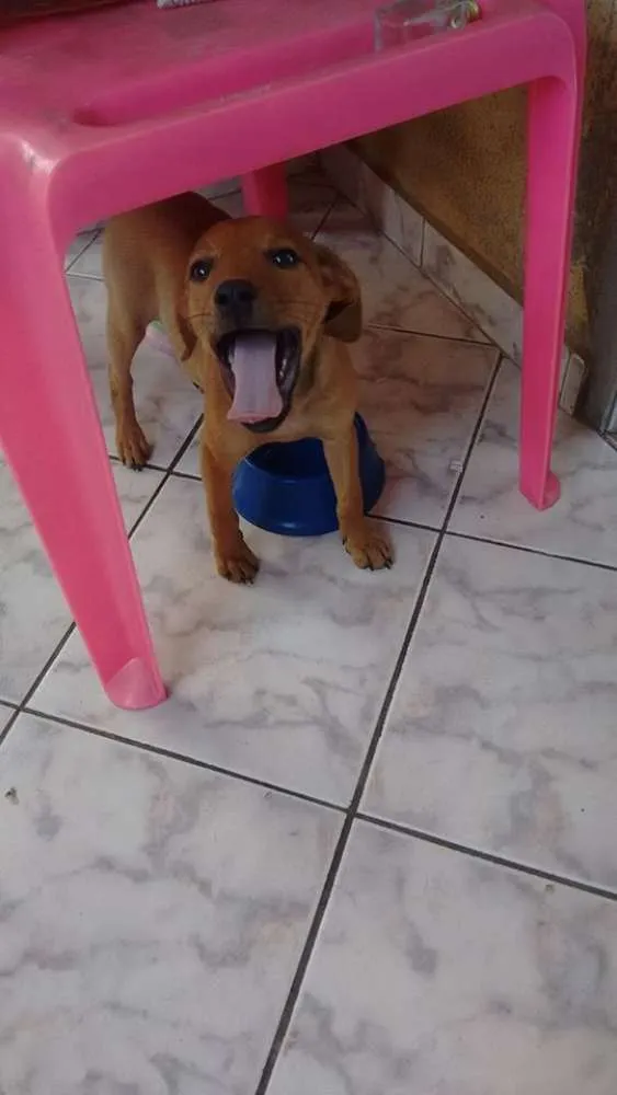 Cachorro ra a SRD idade 2 a 6 meses nome Flor