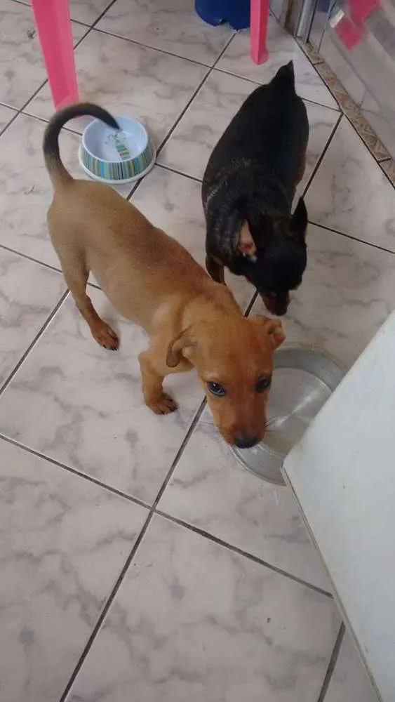 Cachorro ra a SRD idade 2 a 6 meses nome Flor