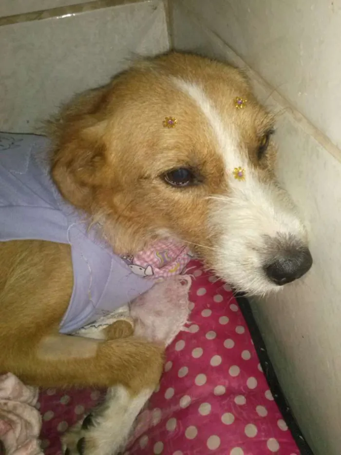 Cachorro ra a SRD idade 6 ou mais anos nome tubaina/ sorriso