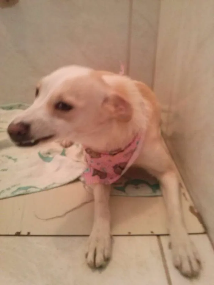 Cachorro ra a SRD idade 6 ou mais anos nome tubaina/ sorriso