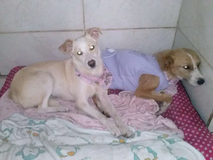 Cachorro ra a SRD idade 6 ou mais anos nome tubaina/ sorriso