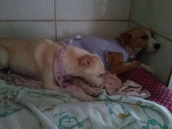 Cachorro ra a SRD idade 6 ou mais anos nome tubaina/ sorriso