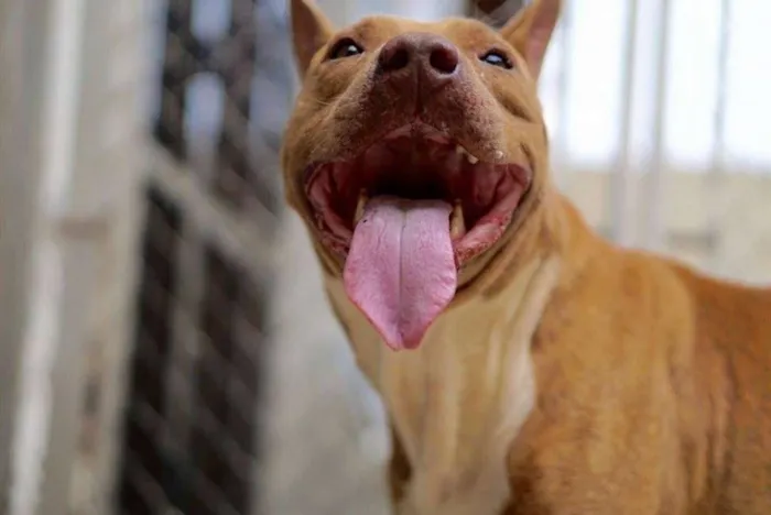 Cachorro ra a Pit-Bull idade 2 anos nome ODIN