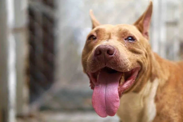 Cachorro ra a Pit-Bull idade 2 anos nome ODIN