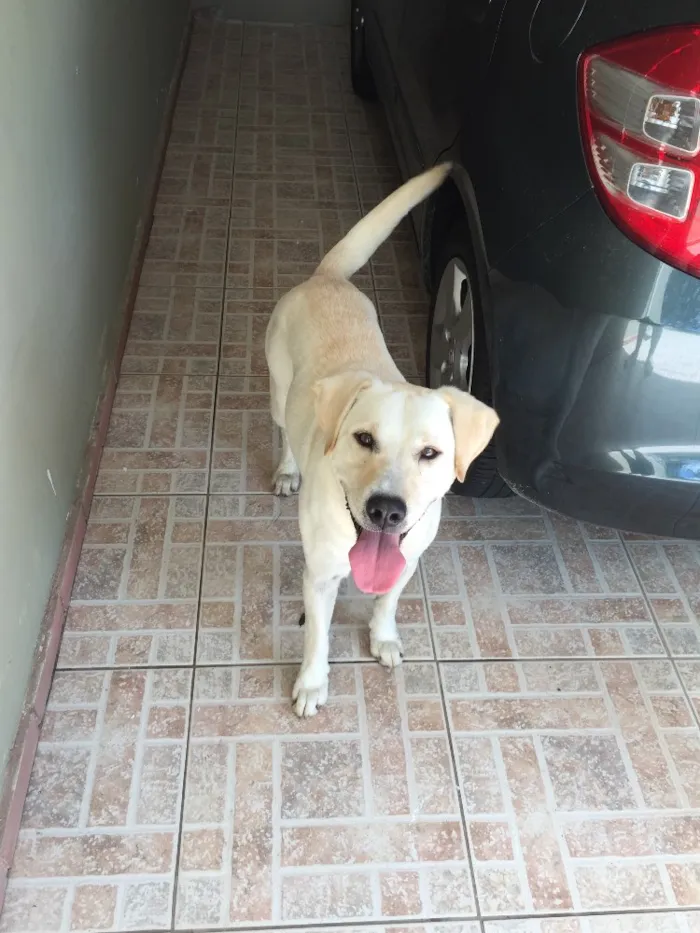 Cachorro ra a Labrador idade 4 anos nome N sabemos 