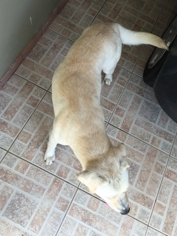 Cachorro ra a Labrador idade 4 anos nome N sabemos 
