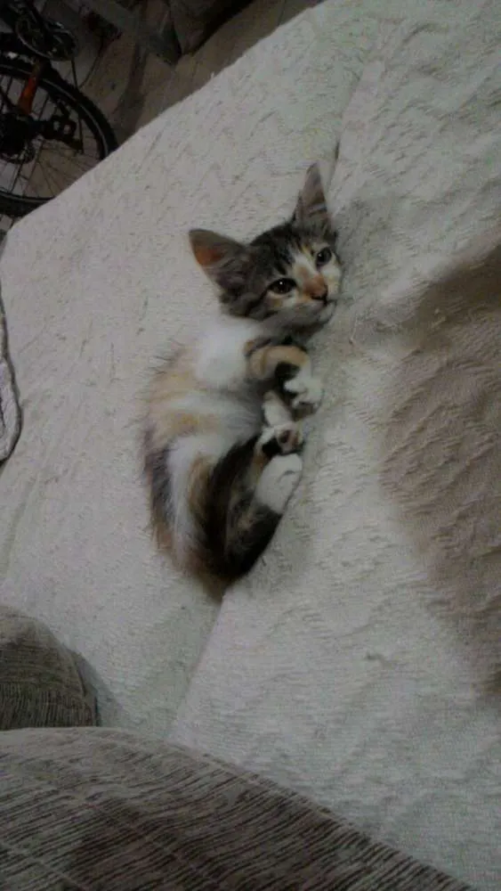 Gato ra a Não sei  idade 2 a 6 meses nome Estrela