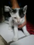 poliana