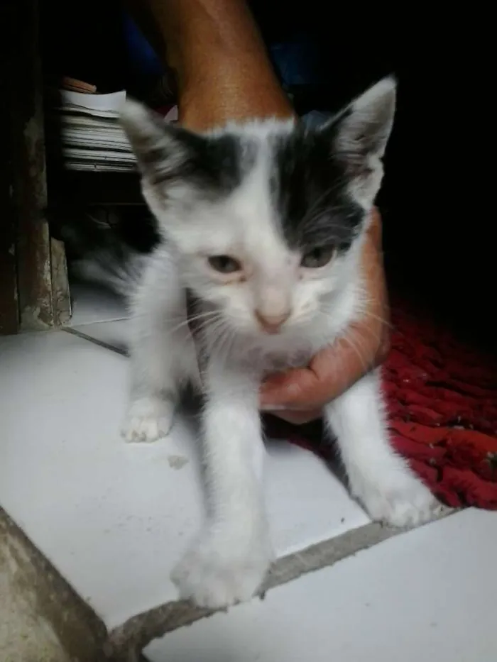 Gato ra a Siamês idade Abaixo de 2 meses nome poliana