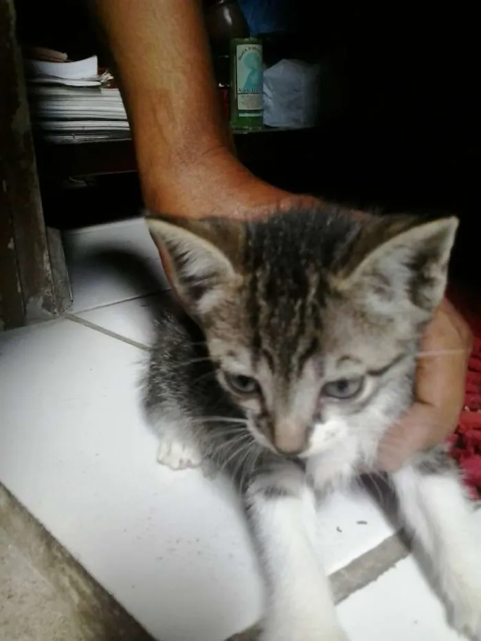 Gato ra a mesclada idade  nome chica