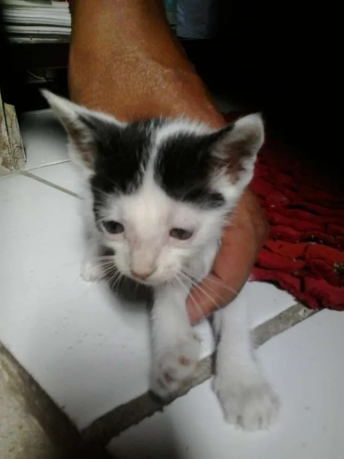 Gato ra a mesclado idade Abaixo de 2 meses nome linda
