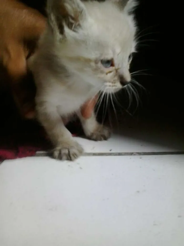 Gato ra a siame idade Abaixo de 2 meses nome duque
