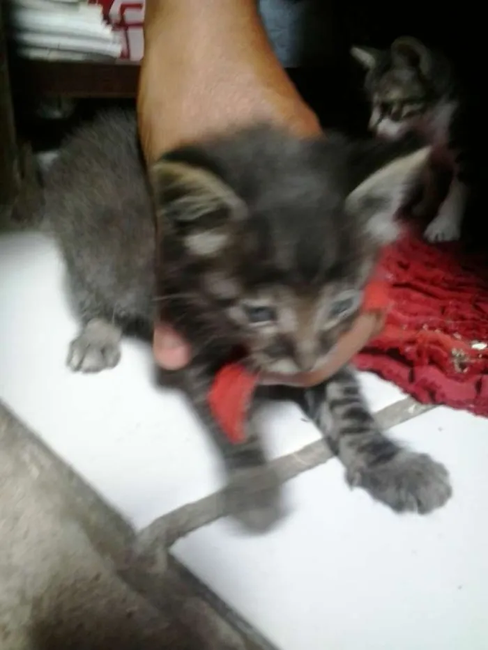 Gato ra a misturada idade Abaixo de 2 meses nome zeus