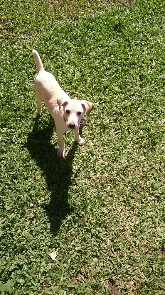 Cachorro raça vira lata idade 7 a 11 meses nome Marley