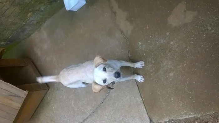 Cachorro raça vira lata idade 7 a 11 meses nome Marley