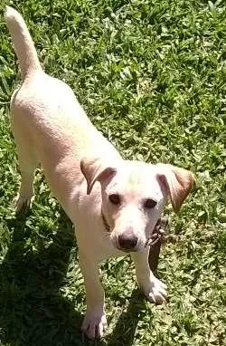 Cachorro raça vira lata idade 7 a 11 meses nome Marley