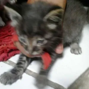 Gato raça misturada idade Abaixo de 2 meses nome zeus