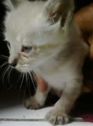 Gato raça siame idade Abaixo de 2 meses nome duque