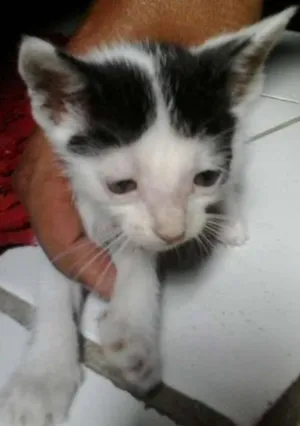 Gato raça mesclado idade Abaixo de 2 meses nome linda