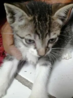 Gato raça mesclada idade  nome chica
