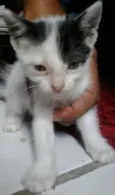 poliana
