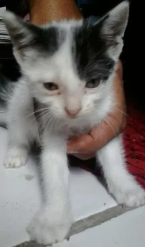 Gato raça Siamês idade Abaixo de 2 meses nome poliana