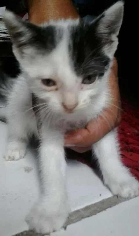 Gato ra a Siamês idade Abaixo de 2 meses nome poliana