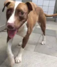 DALILA