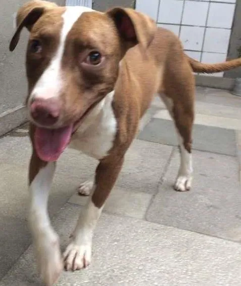Cachorro ra a Pit-Bull idade 7 a 11 meses nome DALILA