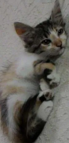 Gato raça Não sei  idade 2 a 6 meses nome Estrela