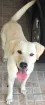 Cachorro raça Labrador idade 4 anos nome N sabemos 