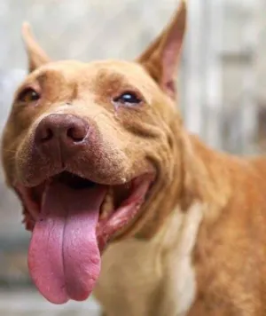 Cachorro raça Pit-Bull idade 2 anos nome ODIN
