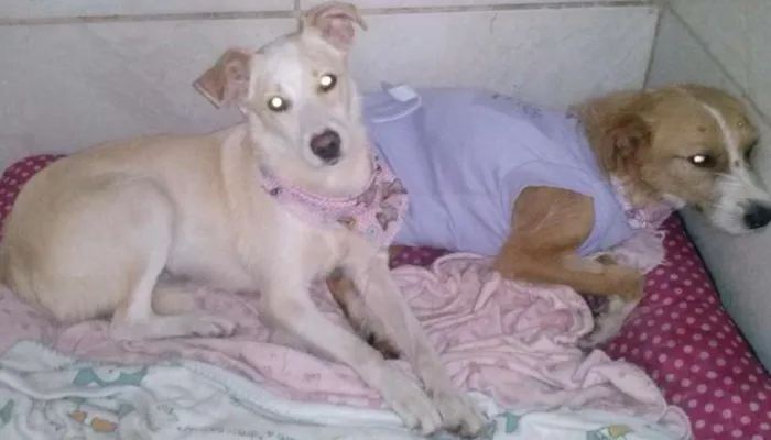 Cachorro ra a SRD idade 6 ou mais anos nome tubaina/ sorriso
