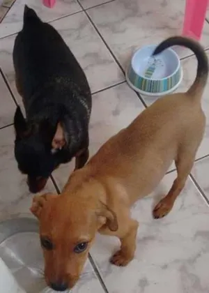 Cachorro raça SRD idade 2 a 6 meses nome Flor