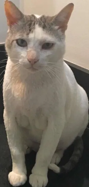 Gato raça  idade 1 ano nome Branco