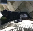 CANI CORSO