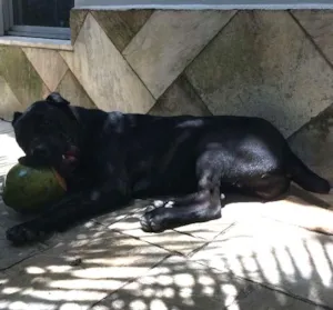 Cachorro raça CANI CORSO idade 7 a 11 meses nome CANI CORSO