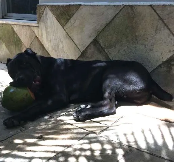 Cachorro ra a CANI CORSO idade 7 a 11 meses nome CANI CORSO