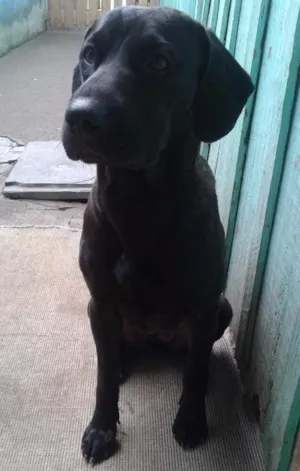 Cachorro raça Poodle e SRD ( SHARPEI COM SRD) idade 1 ano nome Billy e Neguinha